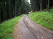 ... e riprende la salita nel fitto bosco di abeti rossi