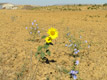 Meseta nella zona di Terradillos de los Templarios