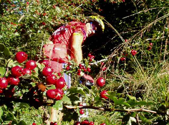 Silvio, soprannominato l'ORSO nel suo ambiente ... IL BOSCO